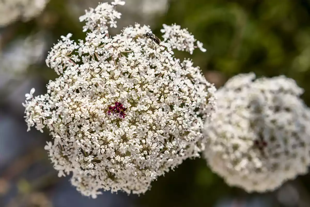 Una flor blanca con pequeños pétalos agrupados en forma de racimo, con un pequeño insecto posado en la parte superior y un punto de color púrpura en el centro.